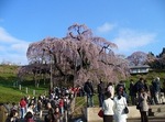 三春滝桜2010ﾀﾞｲｼﾞｪｽﾄ4.24　2010 Miharu waterfall cherry blossoms digest